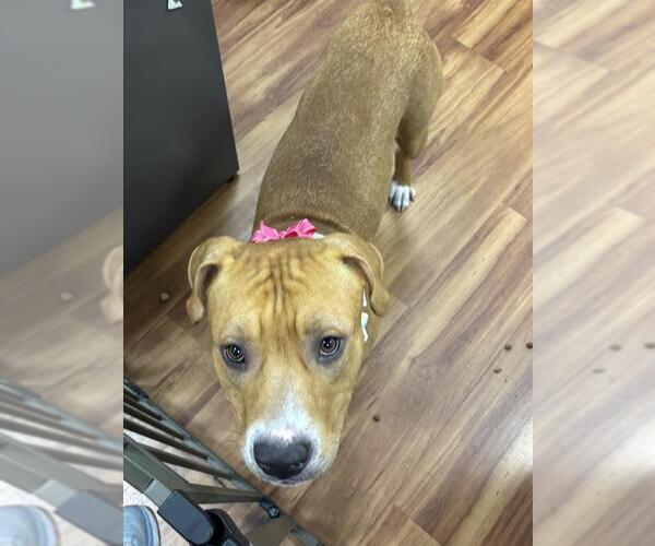 Medium Photo #3 American Bulldog-Unknown Mix Puppy For Sale in Elk Grove, CA, USA