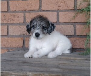 Labradoodle-Poodle (Miniature) Mix Puppy for sale in FREDERICKSBG, OH, USA
