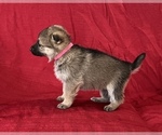 Small Photo #7 German Shepherd Dog Puppy For Sale in HOPEDALE, IL, USA