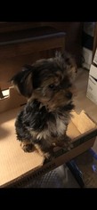 Yorkshire Terrier Puppy for sale in ROWLAND HEIGHTS, CA, USA