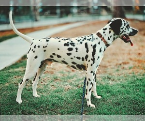 Father of the Catahoula Leopard Dog-Dalmatian Mix puppies born on 11/30/2020