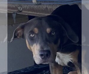 Doberman Pinscher-Unknown Mix Dogs for adoption in Rockaway, NJ, USA