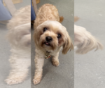 Small #1 Shih Tzu Mix