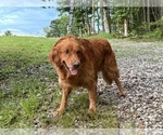 Small Photo #1 Golden Retriever Puppy For Sale in BAXTER, TN, USA