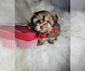 Shih-Poo Puppy for sale in INDIANAPOLIS, IN, USA