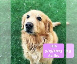 Golden Retriever Dogs for adoption in West Hollywood, CA, USA
