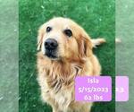 Small Golden Retriever