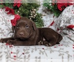 Small Photo #4 Labrador Retriever Puppy For Sale in GLEN ROCK, PA, USA