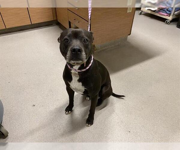 Medium Photo #1 Staffordshire Bull Terrier-Unknown Mix Puppy For Sale in Modesto, CA, USA