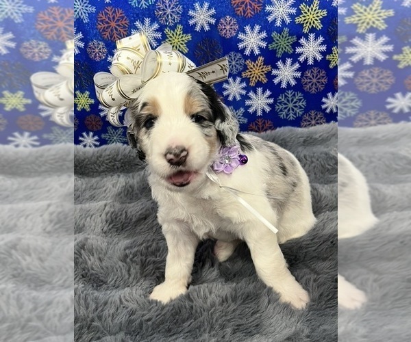 Medium Photo #14 Bernedoodle Puppy For Sale in CLEVELAND, TN, USA