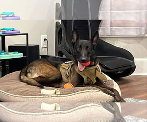 Echo - GA - Male Mutt Dog for Adoption - Photo #2