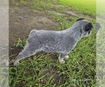 Small #4 Australian Cattle Dog