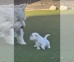 Small #2 West Highland White Terrier