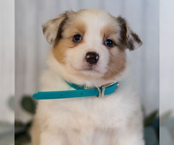 Medium Photo #1 Miniature Australian Shepherd Puppy For Sale in REBERSBURG, PA, USA