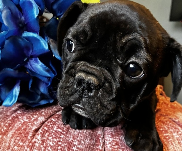 Medium Photo #5 French Bulldog Puppy For Sale in VIRGINIA BEACH, VA, USA