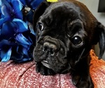 Small #4 French Bulldog