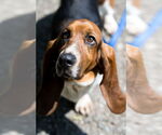 Small #1 Basset Hound Mix