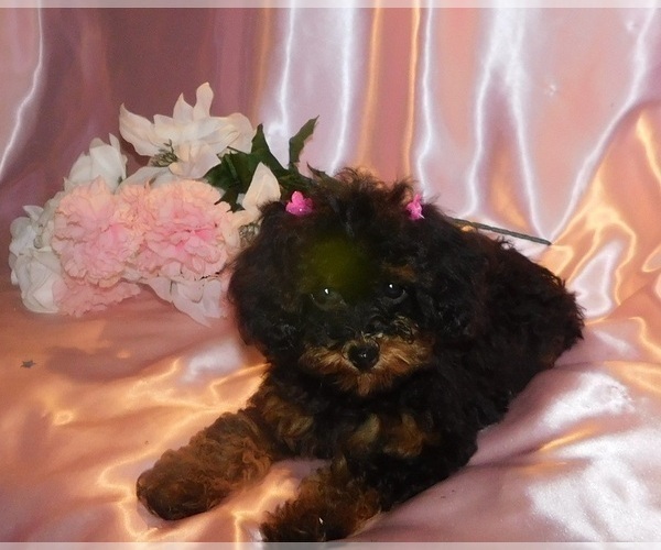 Medium Photo #2 Poodle (Toy) Puppy For Sale in WARRENSBURG, MO, USA