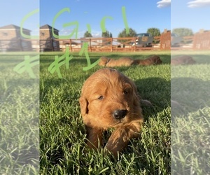 Golden Retriever Puppy for Sale in ANDREWS, Texas USA