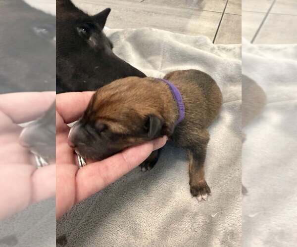 Medium Photo #1 Mutt Puppy For Sale in Imlay City, MI, USA