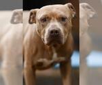 Small #4 American Pit Bull Terrier