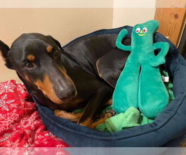 Medium Photo #4 Doberman Pinscher-Unknown Mix Puppy For Sale in New London, WI, USA