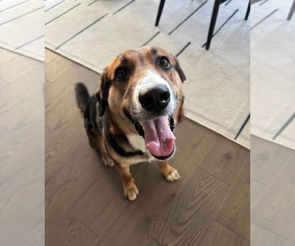 Medium Photo #3 Mutt Puppy For Sale in Fort Worth, TX, USA