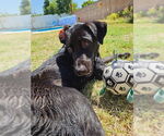 Small #5 Labrador Retriever Mix