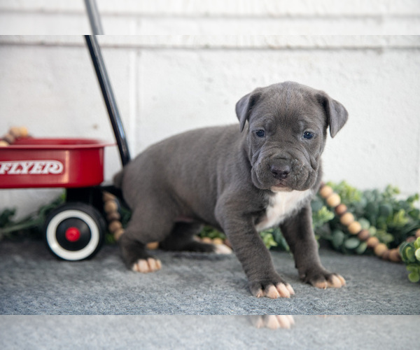 Medium Photo #1 Cane Corso Puppy For Sale in BIRD IN HAND, PA, USA