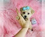 Small #3 Poodle (Toy)