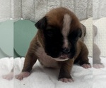 Small #5 Boxer