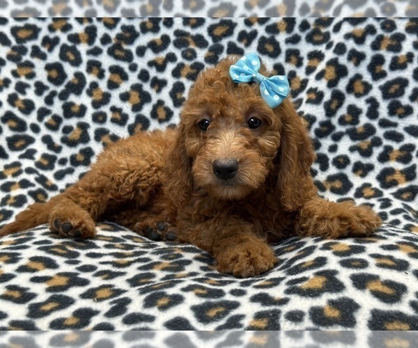 Medium Photo #3 Goldendoodle (Miniature) Puppy For Sale in LAKELAND, FL, USA