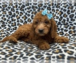 Small Photo #3 Goldendoodle (Miniature) Puppy For Sale in LAKELAND, FL, USA