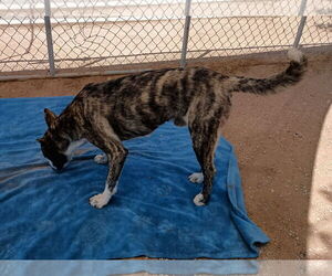 Ferb - Male Mutt Dog for Adoption - Photo #3