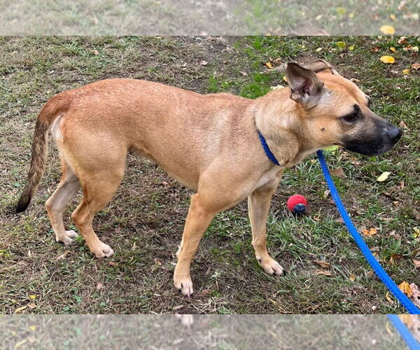 Medium Photo #2 Mutt Puppy For Sale in Tarboro, NC, USA