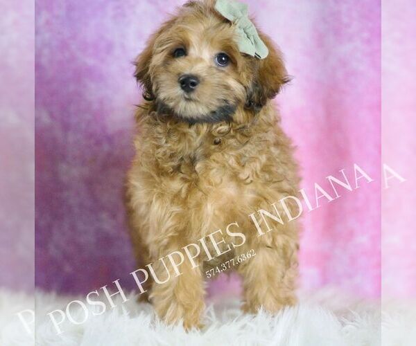 Medium Photo #77 Maltipoo (Miniature) Puppy For Sale in WARSAW, IN, USA