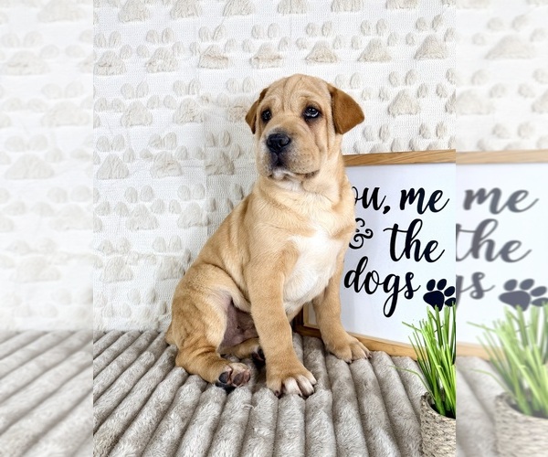 Medium Photo #3 Cocker-Pei Puppy For Sale in GREENFIELD, IN, USA