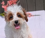 Small #6 Cavapoo (Miniature)