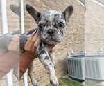 Small Photo #9 French Bulldog Puppy For Sale in PADUCAH, KY, USA