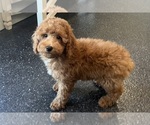 Small #7 Poodle (Miniature)