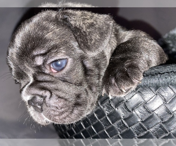 Medium Photo #6 French Bulldog Puppy For Sale in NEWARK, NJ, USA