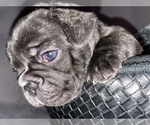 Small Photo #6 French Bulldog Puppy For Sale in NEWARK, NJ, USA