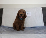 Puppy 3 Goldendoodle-Poodle (Standard) Mix
