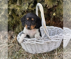 Dachshund Puppy for sale in MIDDLEBURY, IN, USA