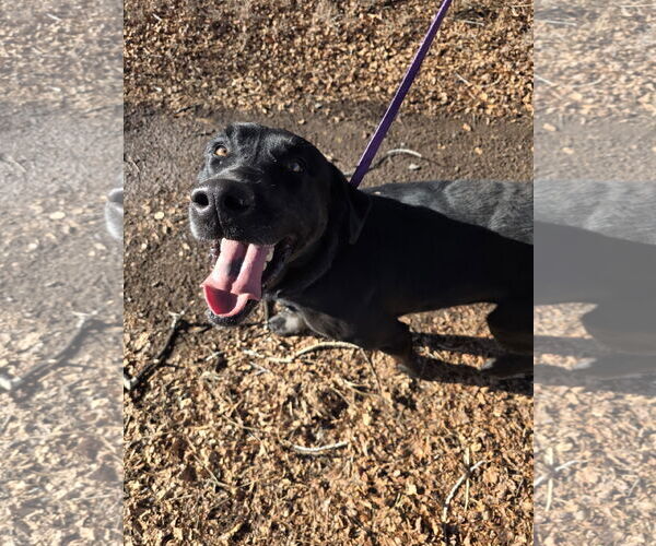Medium Photo #3 Labrador Retriever-Unknown Mix Puppy For Sale in Monte Vista, CO, USA