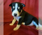 Small Photo #3 Siberian Husky-Unknown Mix Puppy For Sale in Omaha, NE, USA