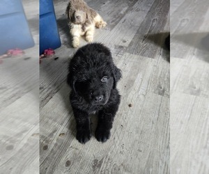 Newfoundland Puppy for Sale in LAKE FOREST PARK, Washington USA