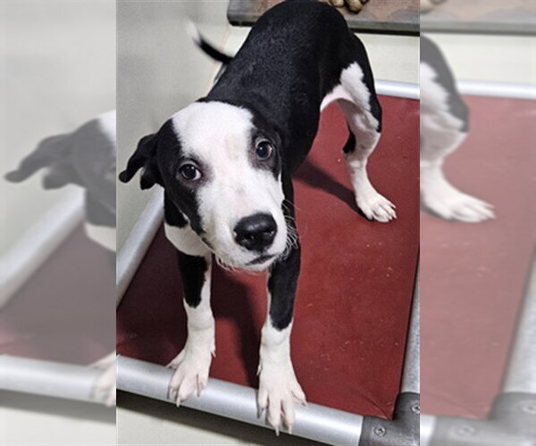Medium Photo #1 Mutt Puppy For Sale in Bakersfield, CA, USA