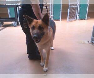 German Shepherd Dog Dogs for adoption in Chula Vista, CA, USA