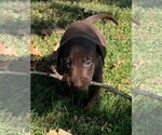 Small Photo #9 Labrador Retriever Puppy For Sale in LEASBURG, MO, USA